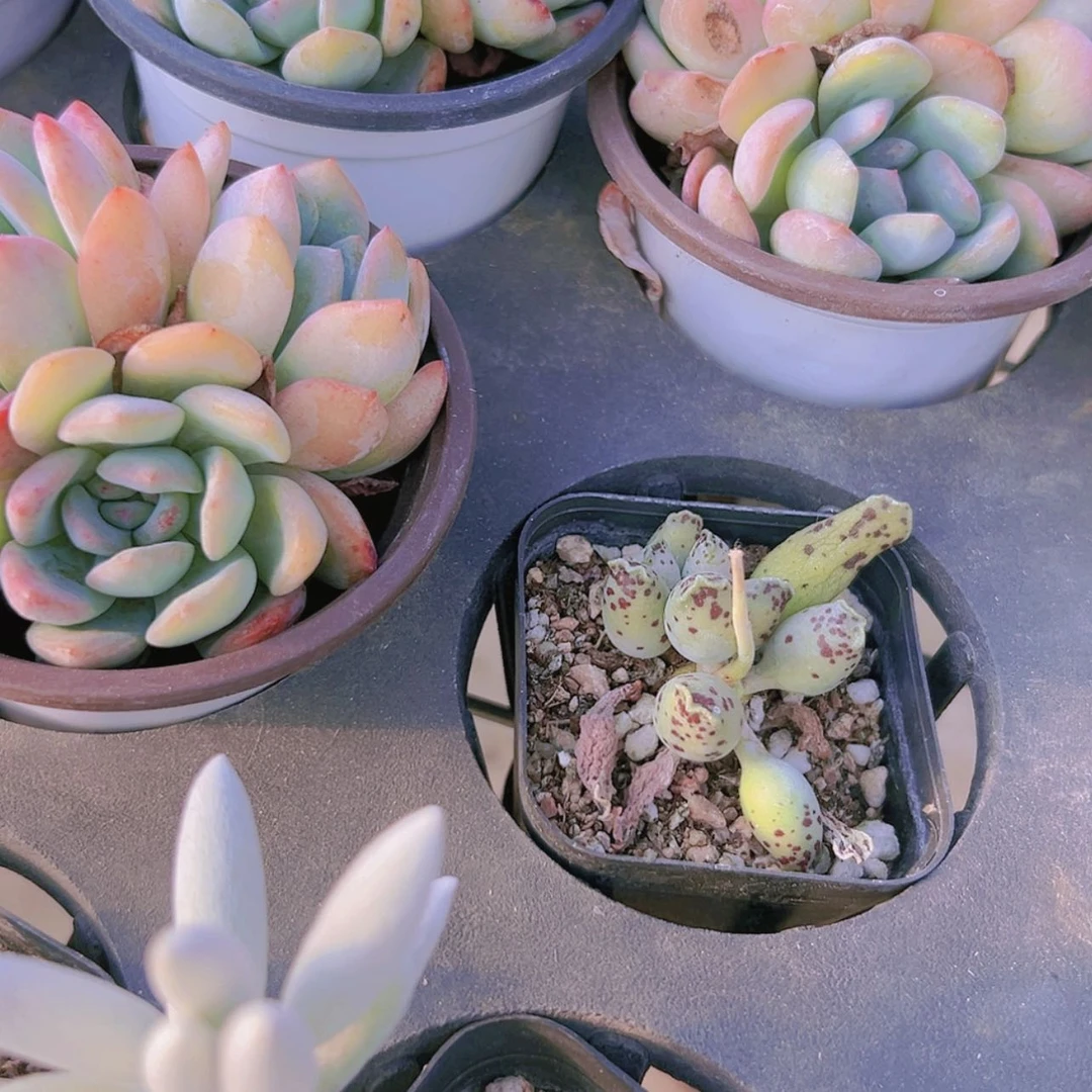 【闪购商品】精品多肉9盆偏远不拍