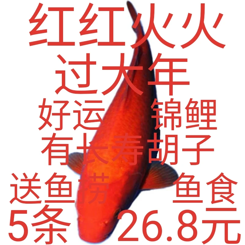 火鲤小锦鲤小鱼苗小鱼活观赏鱼活体金鱼冷水鱼苗小型淡水观赏鱼苗