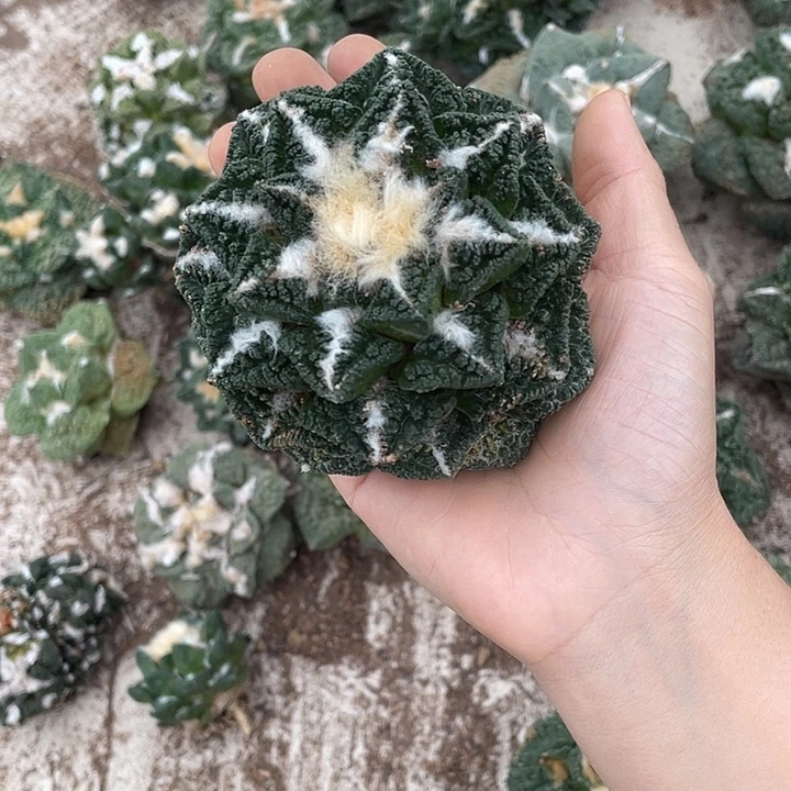 自根辛顿瑕疵特价