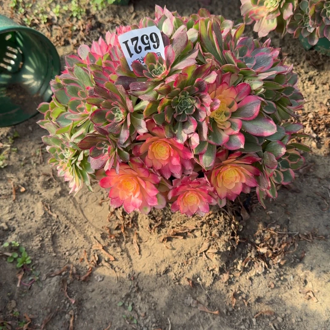 爱***巍16-36法师 丘比特6521