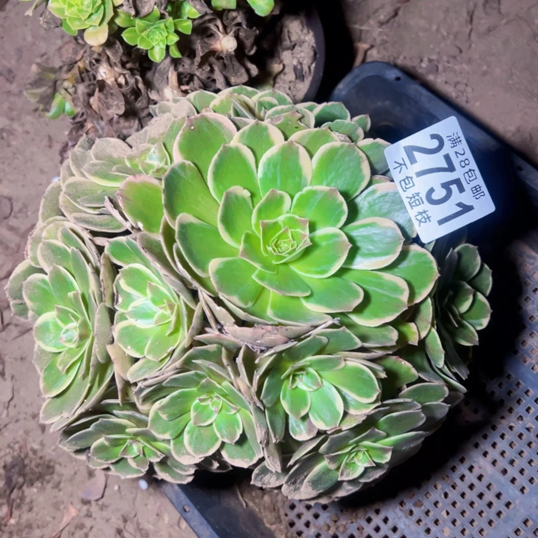 2751粉花妖多肉植物法师