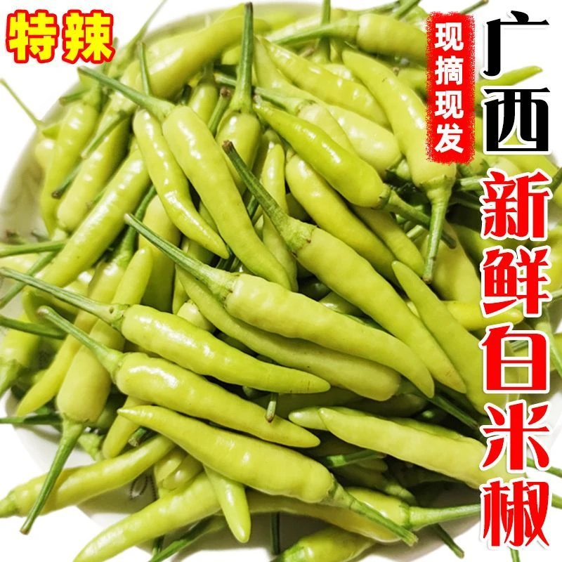 新鲜现摘现发广西野山椒白米椒小米辣红米椒七彩泡椒辣椒