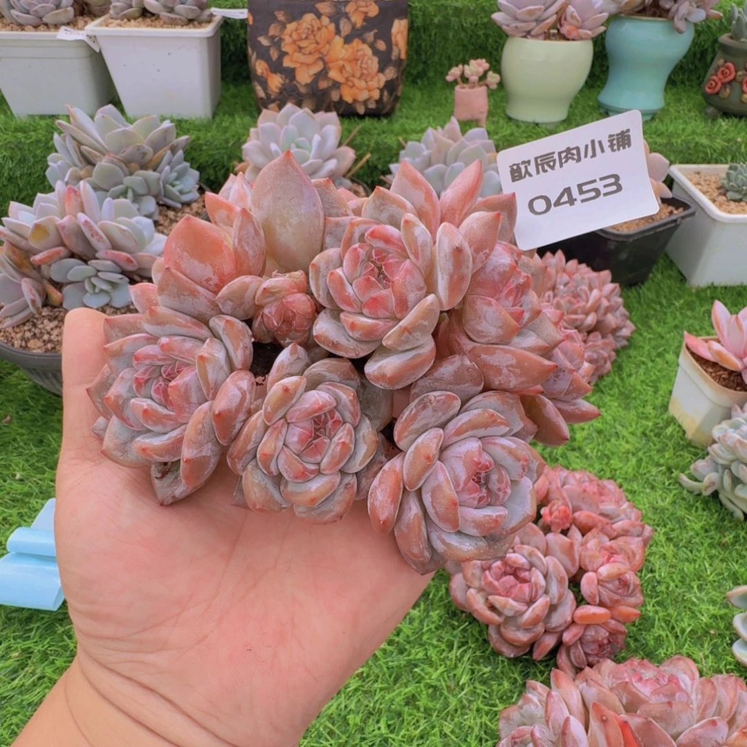 咖***乐多肉植物石榴籽群0453