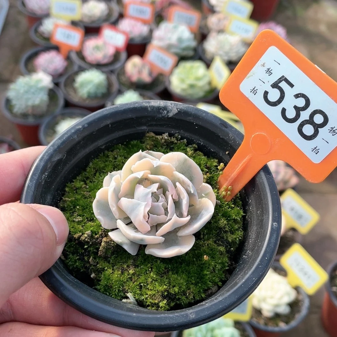 【闪购商品】?**?538号