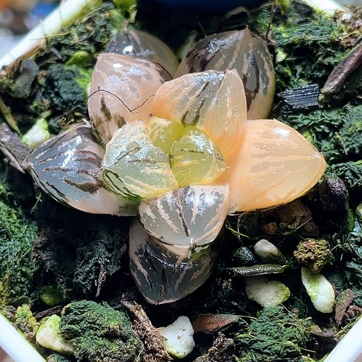 727玉潭锦一物一拍