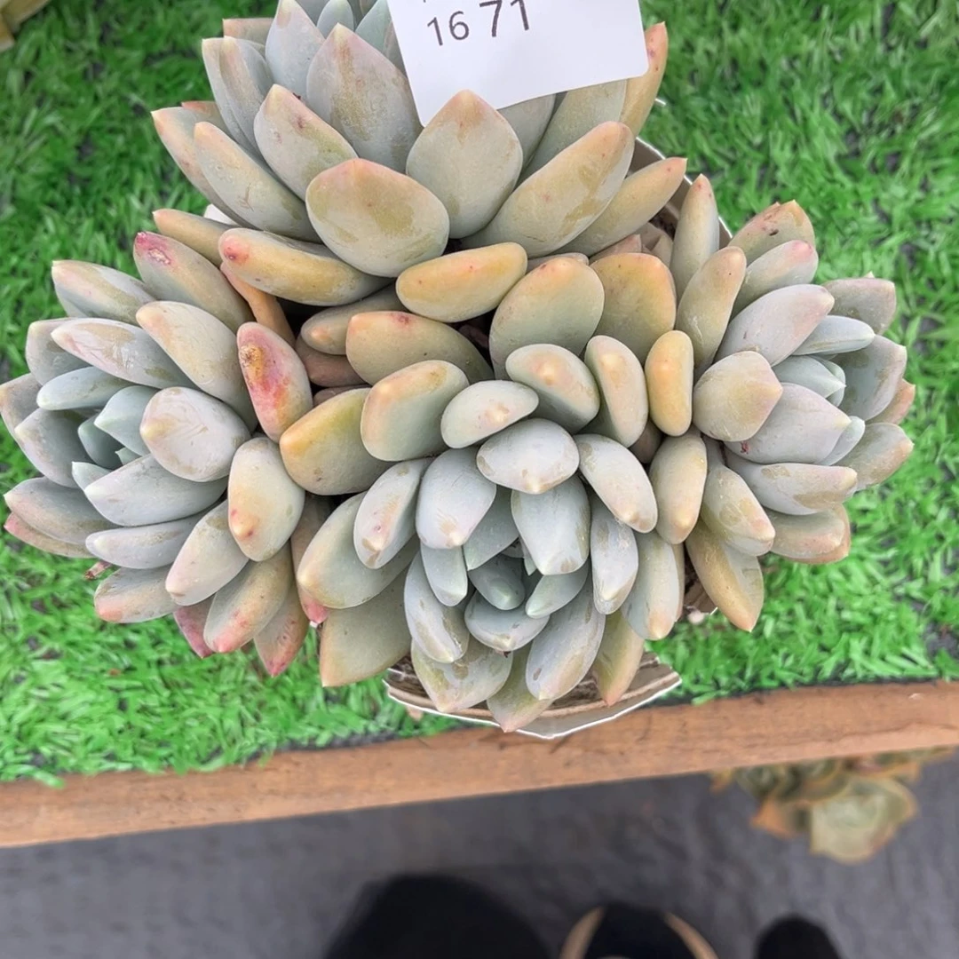 虾*1671胖美人多肉植物有砍