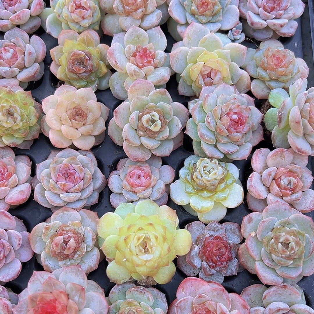 七彩大糖心苗4颗多肉