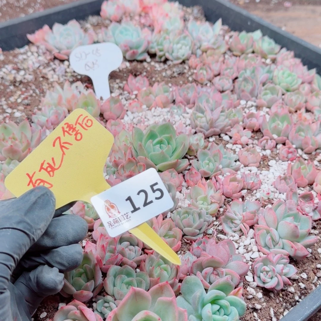 多肉植物多肉植物