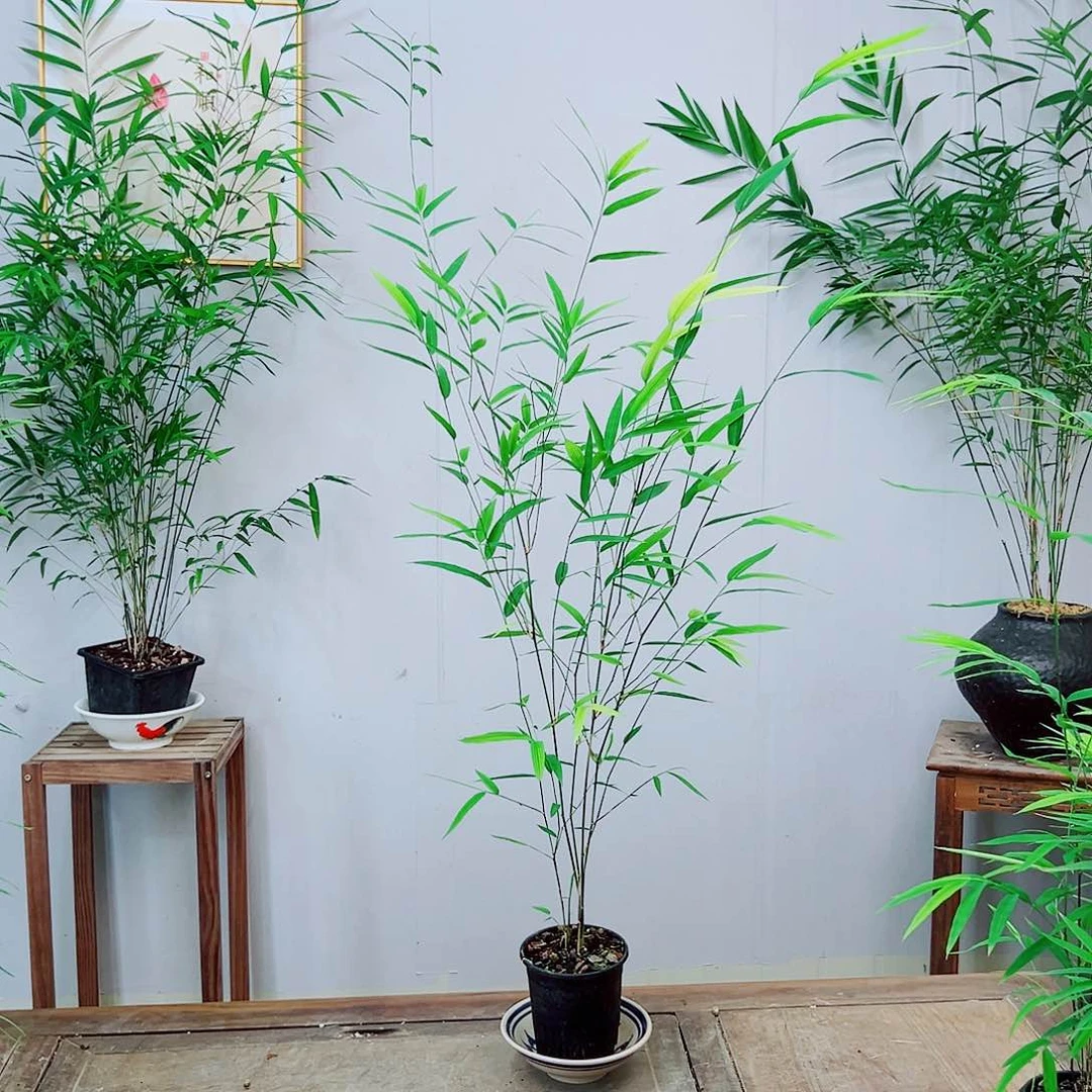 不开花植物内门竹