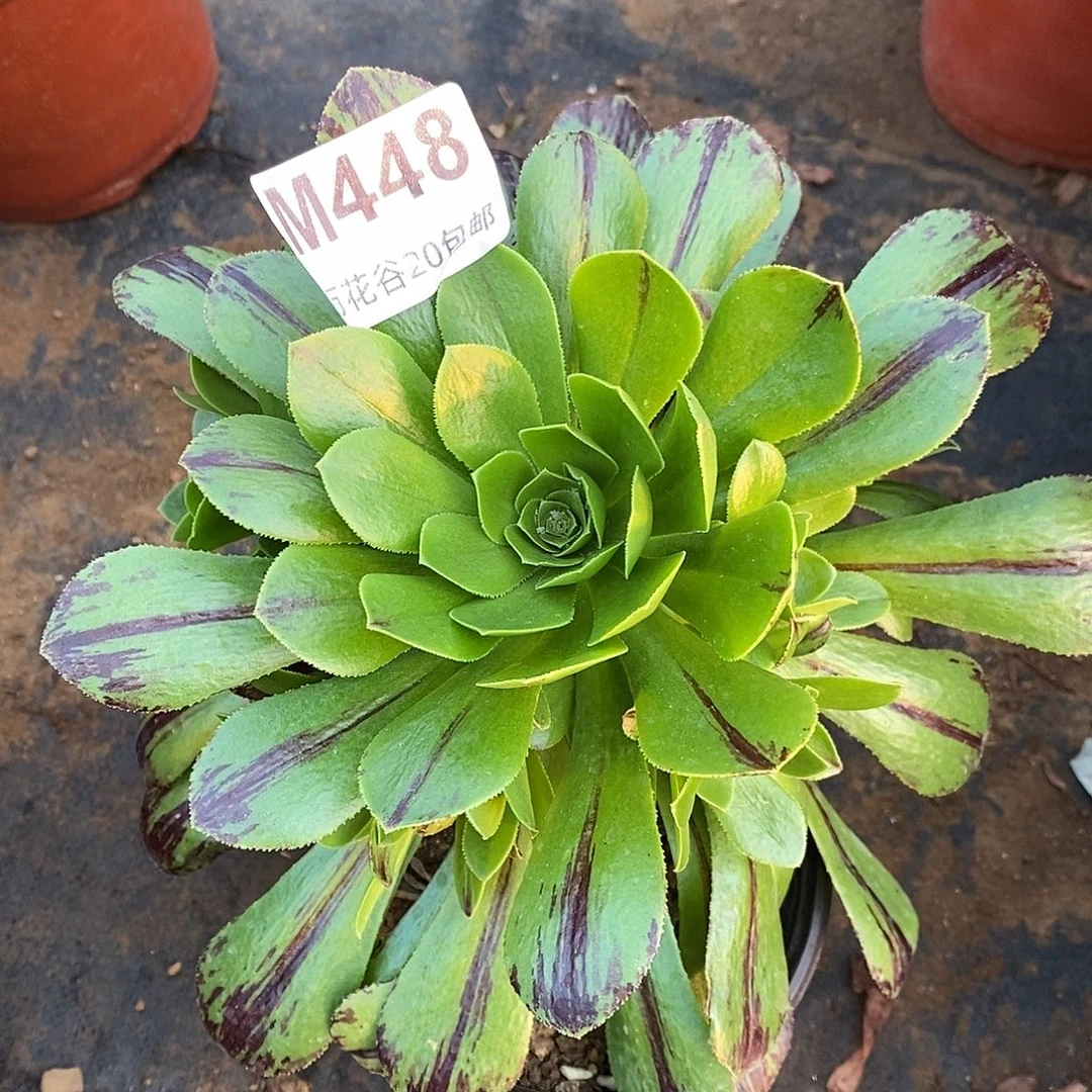 448碧火多肉植物