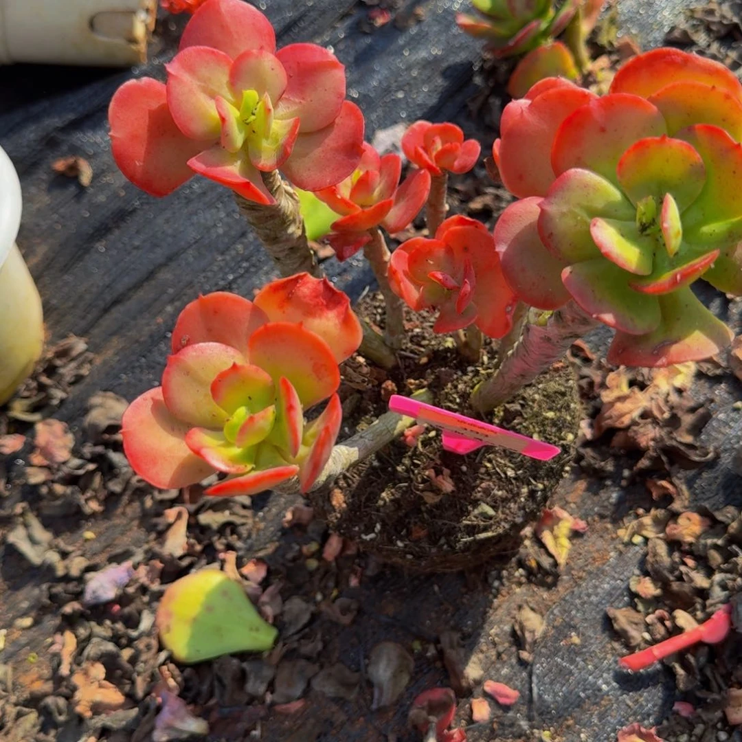 393红梅肉肉肉肉肉