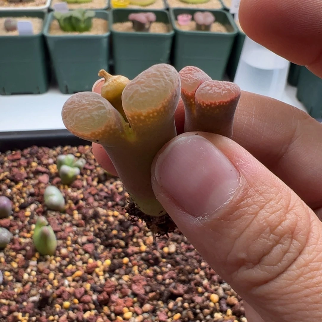 咕**了570。。柏实花园。多肉植物