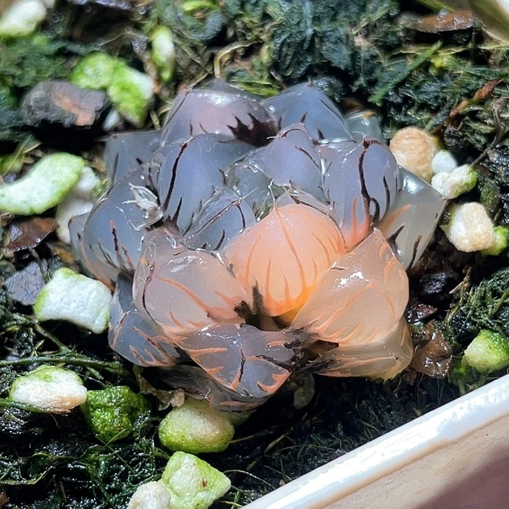 516水中月您特选福利