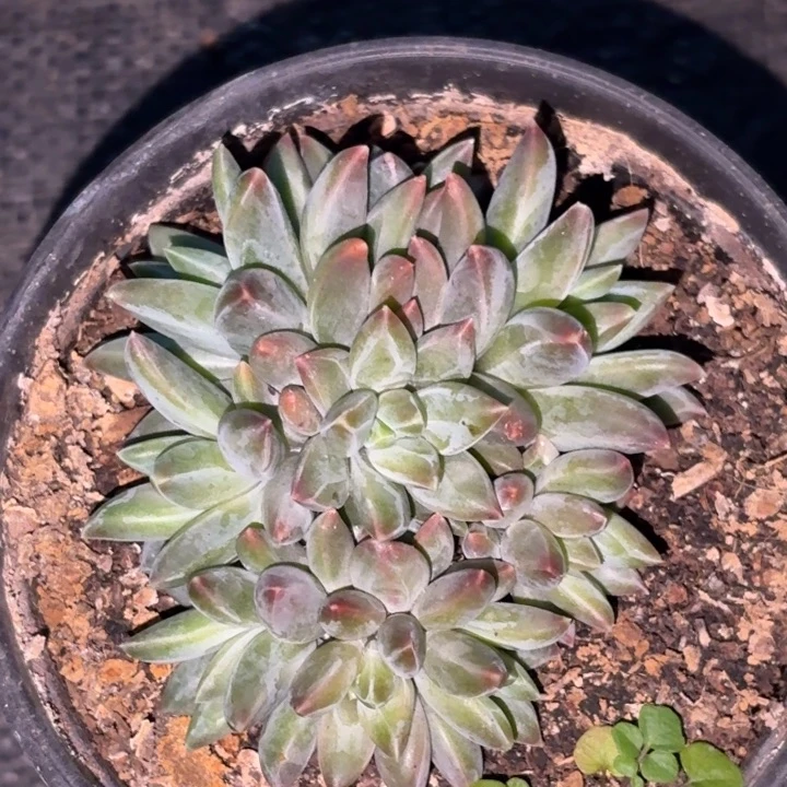 桔云多肉美人精品系列