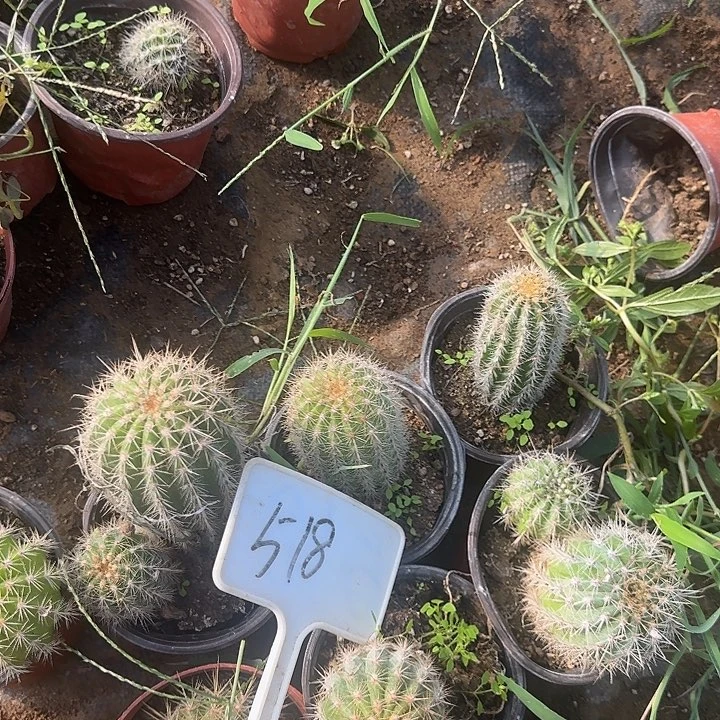 迟***婆518号毛花柱实生的20的