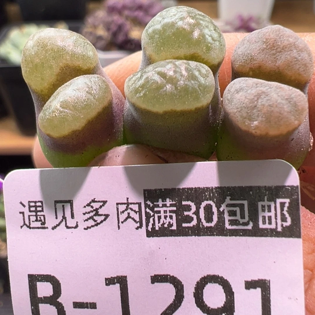 多肉植物11111111111