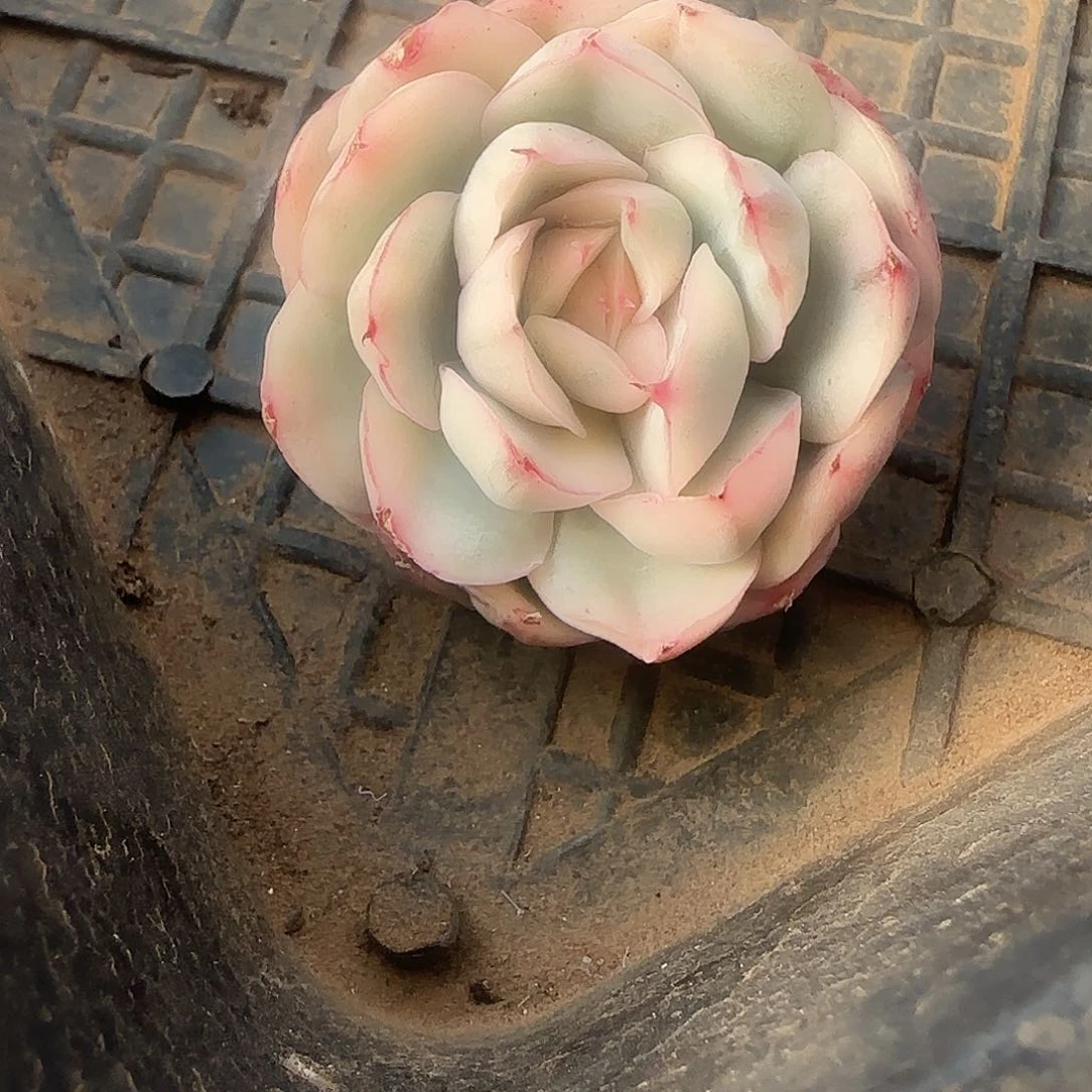 草莓蛋糕锦多肉植物