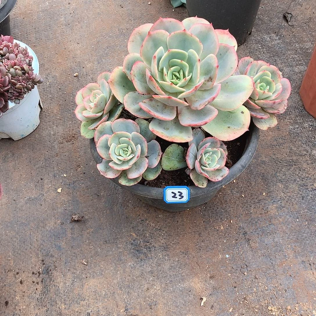 23白雪 一物一拍多肉