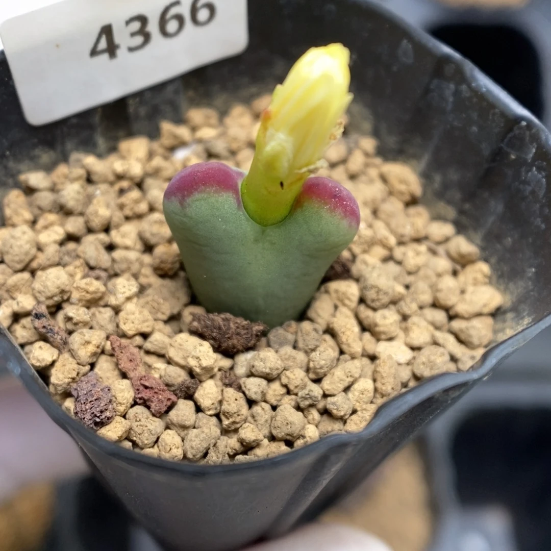 多肉植物肉锥杂交K-4366