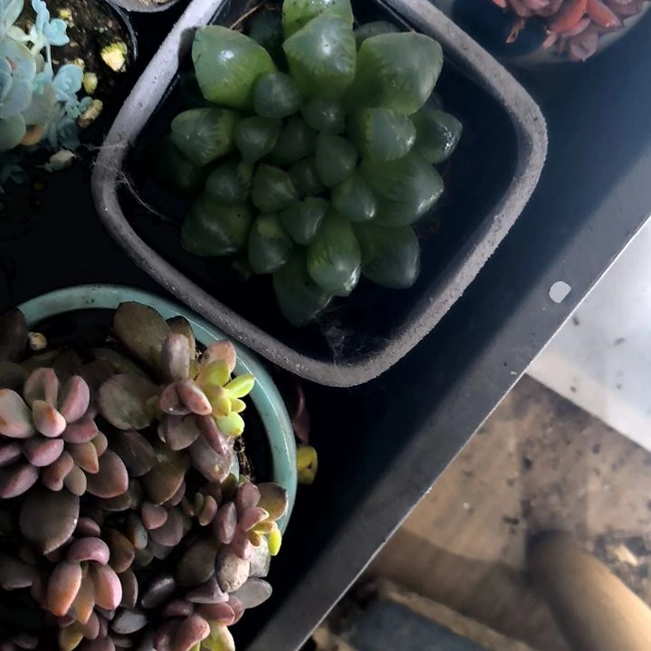 满9元包邮，大颗冰灯方盆