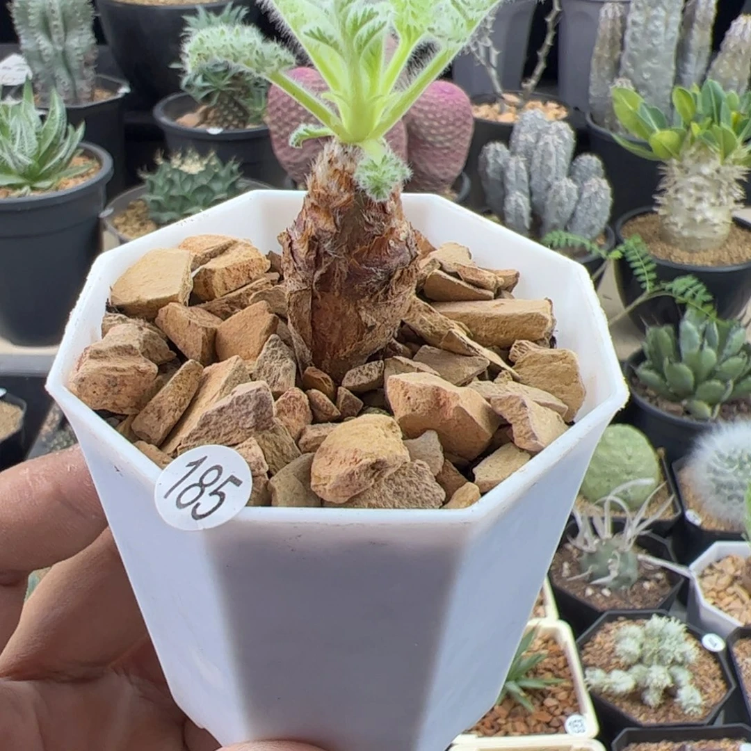 羽叶洋葵一物一拍带盆发
