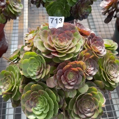 713花月夜35厘米左右