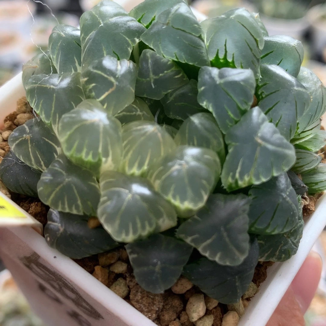 238实生玉露多肉植物