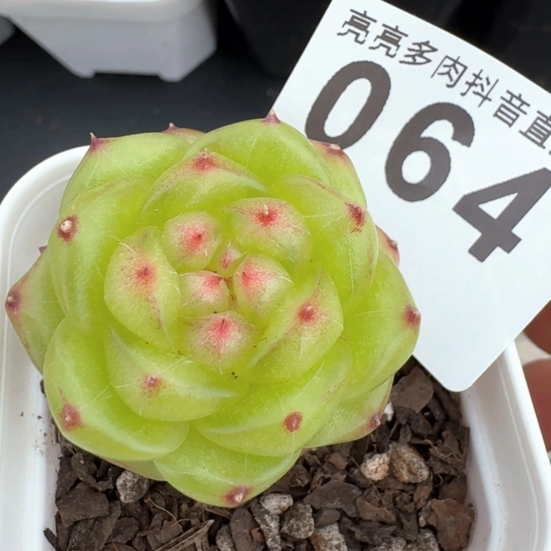 无双珍妮         多肉植物