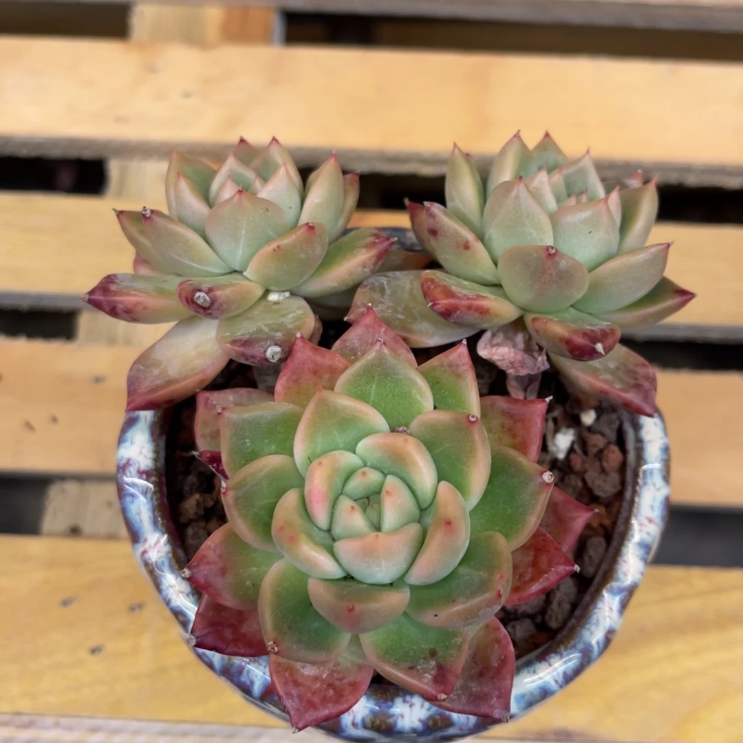 小****37373738383838