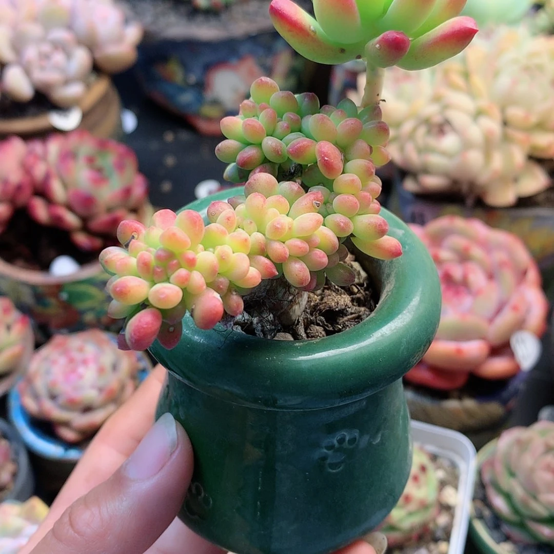 【闪购商品】逗*思豆富思带盆