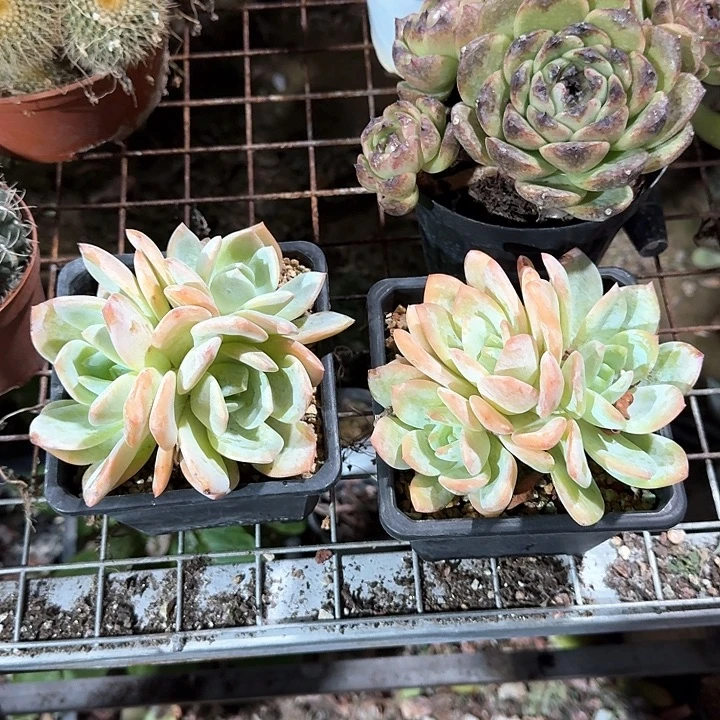 奶茶多肉植物的生长