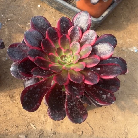 三**枝851多肉植物组合