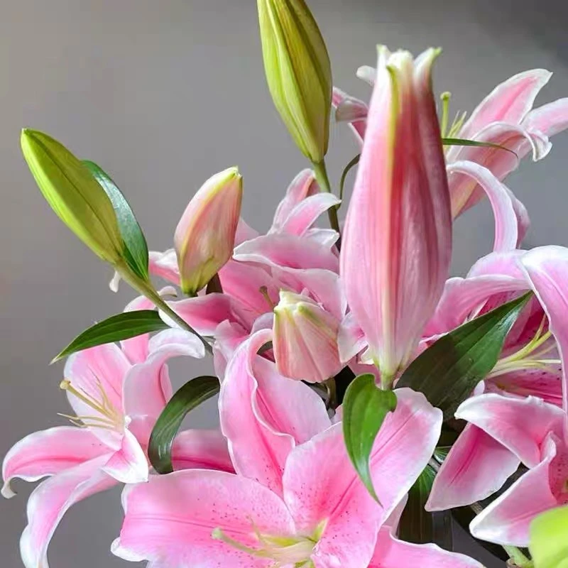 【粉色百合】云南鲜花生日基地直发鲜切花生活鲜花拍三单送花瓶