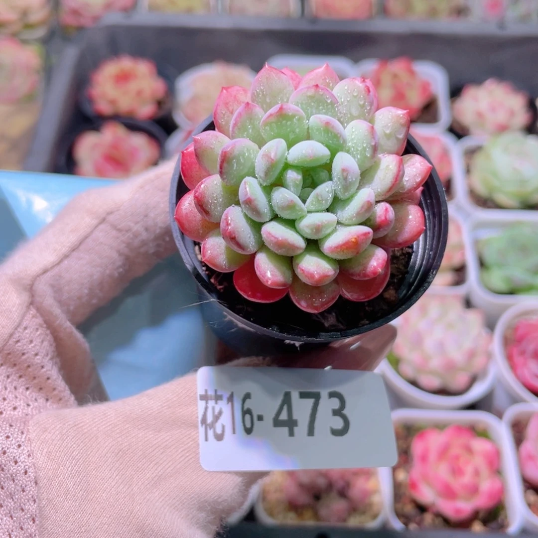 花利美16-473珍珠豆