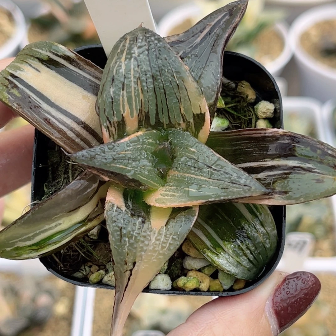 89巨大化茜云芭提雅锦福利专场