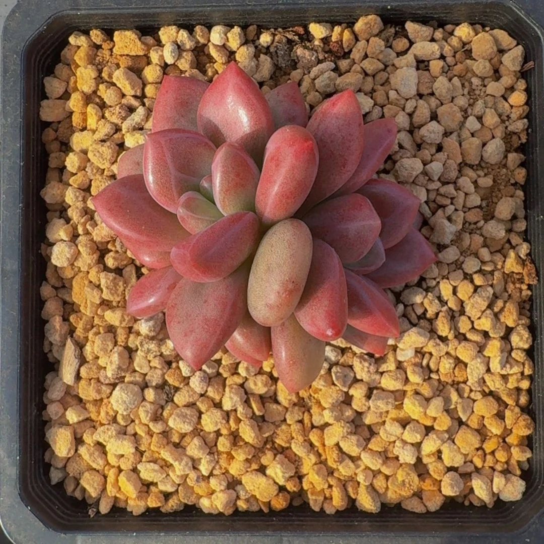 赫菲斯托 3头 一物一拍