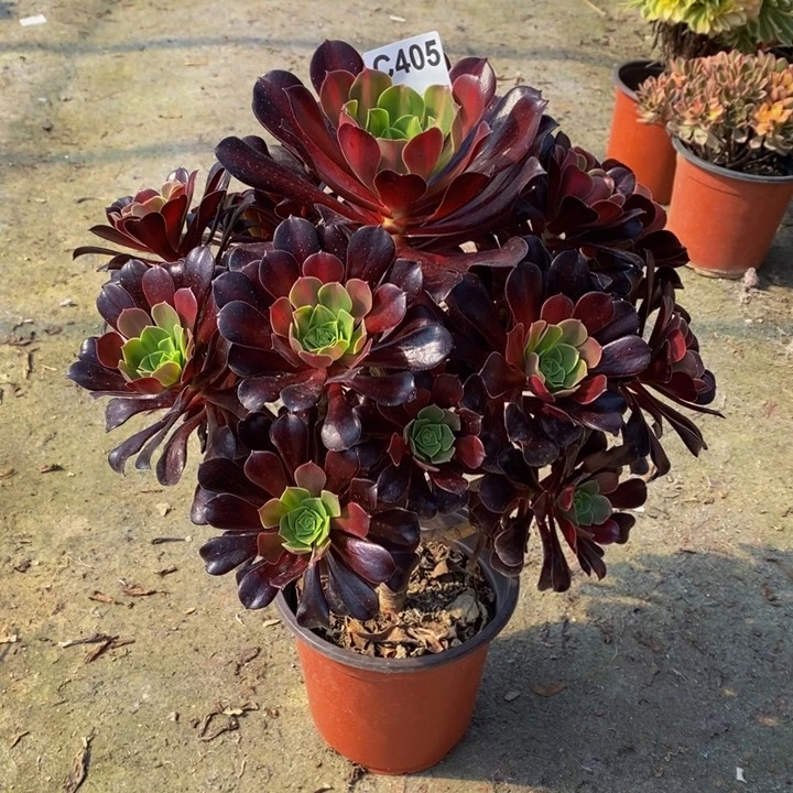 花那多肉植物405