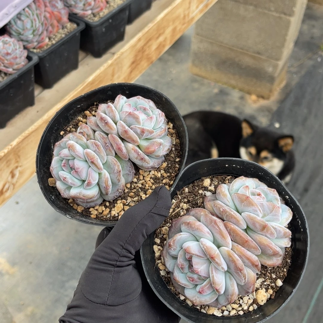 石榴籽星影两颗一物一拍