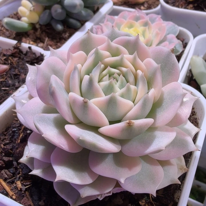 露娜莲锦多肉植物一物一拍