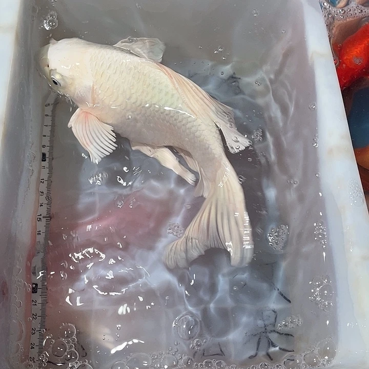 蝴蝶鲤鱼渔场直发77