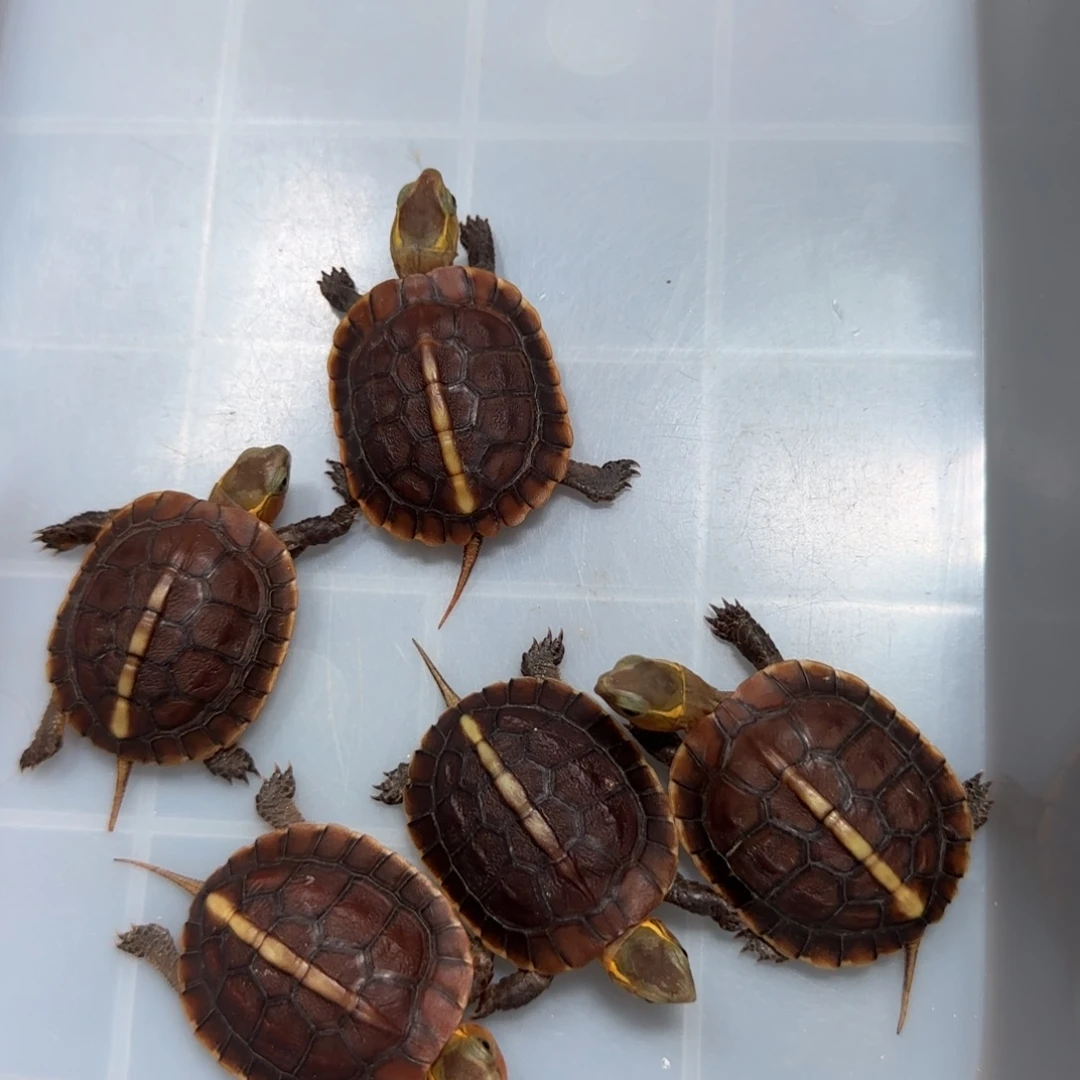 正***入不分公母宠物龟黄缘苗子