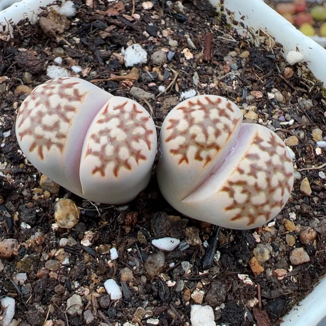 2.22好看的多肉210