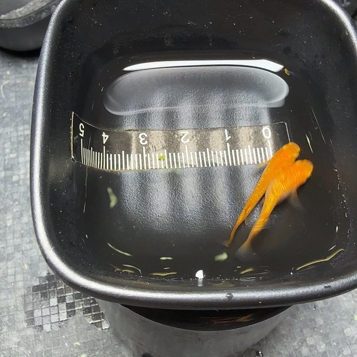 青鳉鱼8号拍品松井红王华