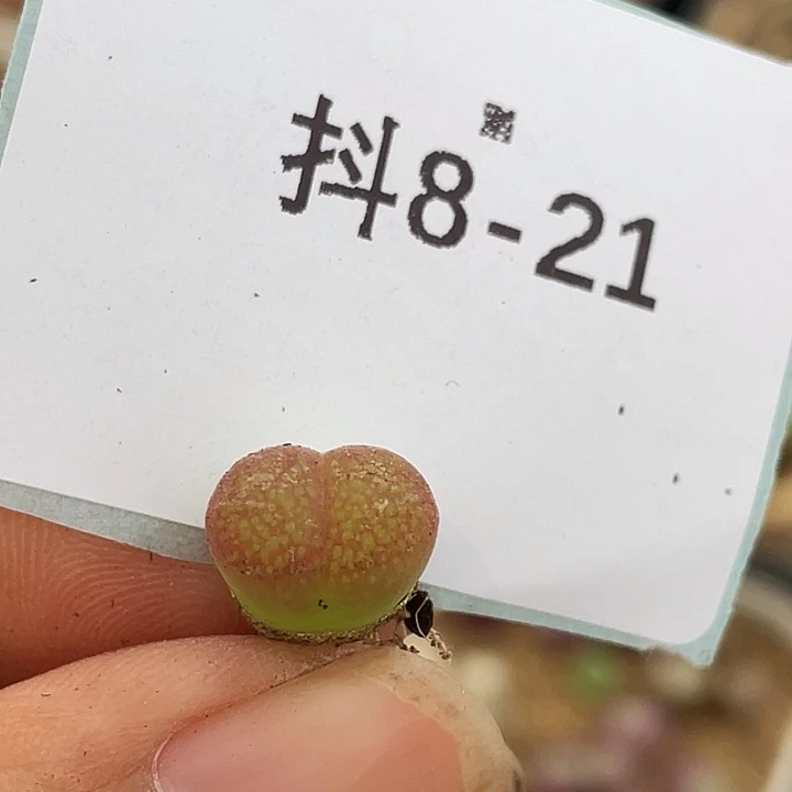 8-21风铃多肉植物