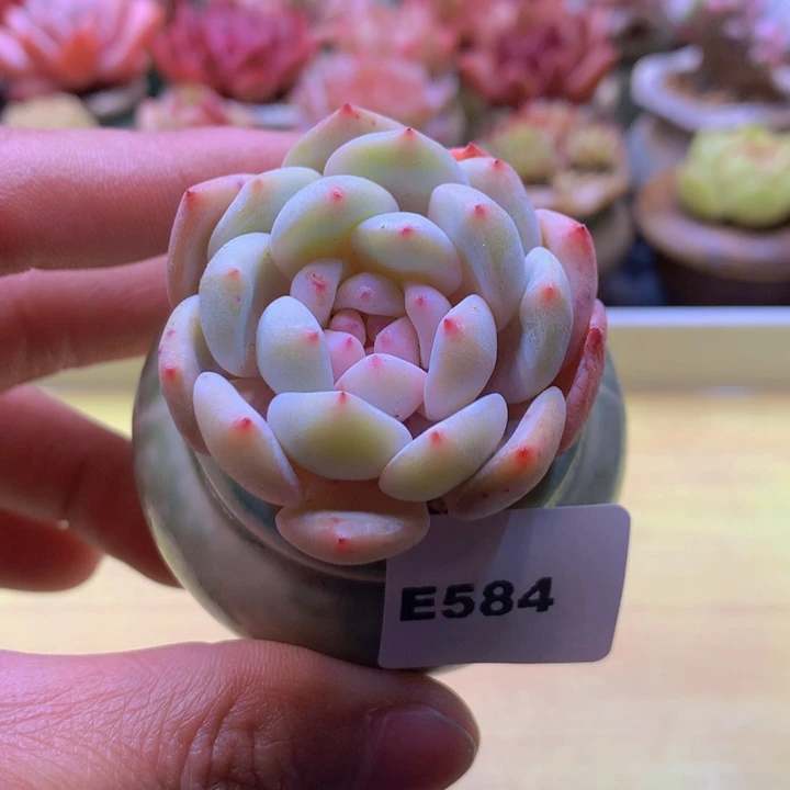 一物一拍满38包邮E584