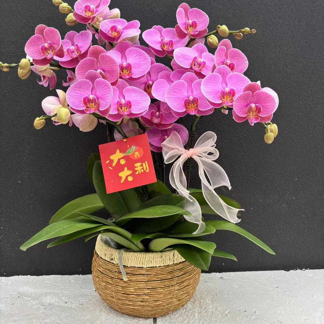 （石榴水晶）蝴蝶兰花卉鲜花高雅唯美高级盆栽观花花卉