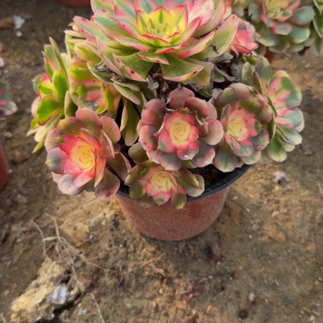 901荔枝。多肉植物