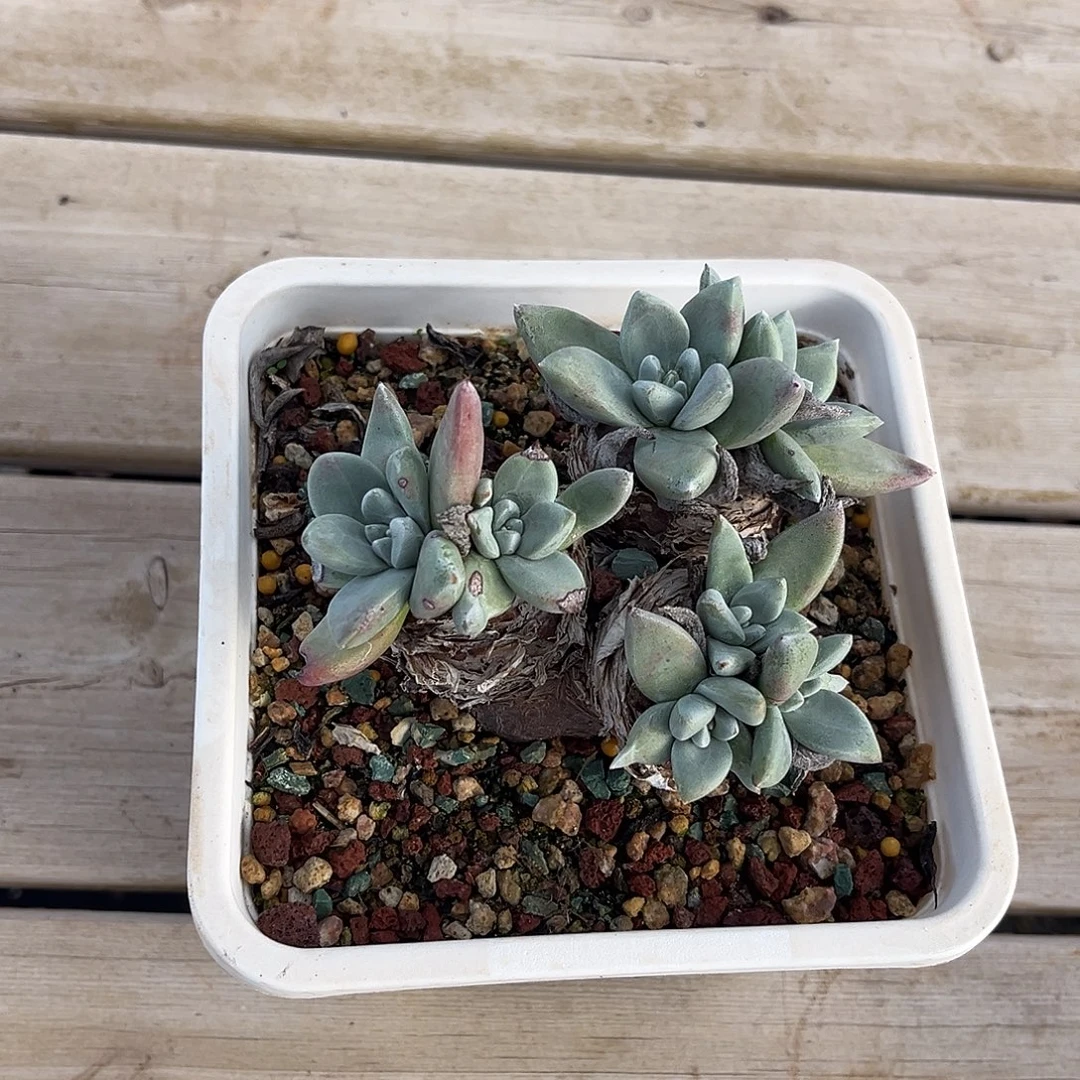 小鹿多肉一物一拍