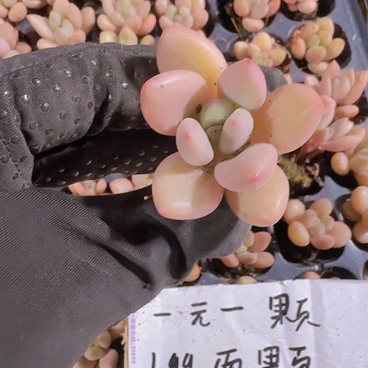 精品桃花源两颗一组