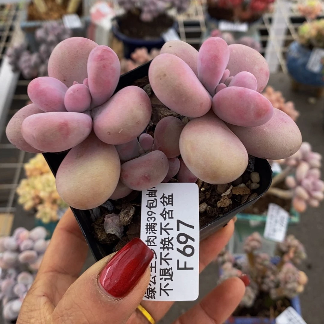 腰子桃蛋697/8c m